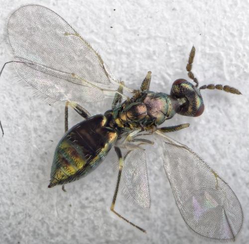 Réf. 293 159 : Diglyphus isaea